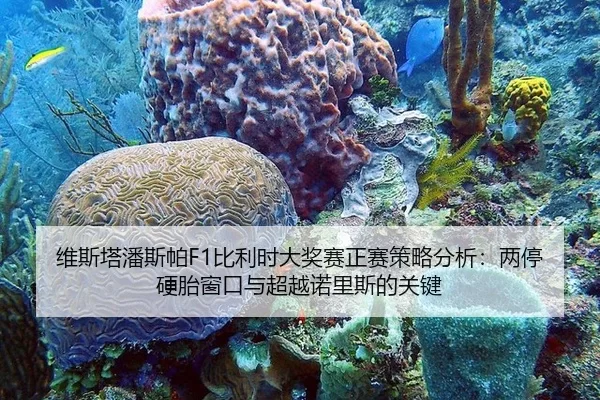 wei-si-ta-pan-si-pa-bi-li-shi-da-jiang-sai-zheng-sai-ce-lve-fen-xi-liang-ting-ying-tai-chuang-kou-yu-chao-yue-nuo-li-si-2-852.jpg